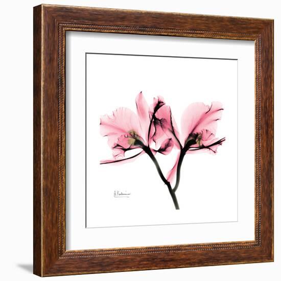 Soft Pink Orchid-Albert Koetsier-Framed Art Print