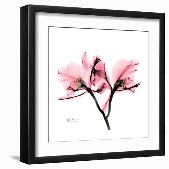 Soft Pink Orchid-Albert Koetsier-Framed Art Print