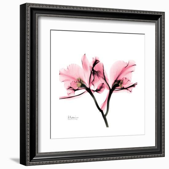 Soft Pink Orchid-Albert Koetsier-Framed Art Print