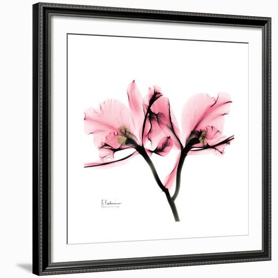 Soft Pink Orchid-Albert Koetsier-Framed Giclee Print