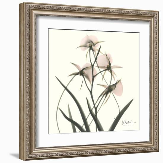 Soft Pink Orchids-Albert Koetsier-Framed Art Print