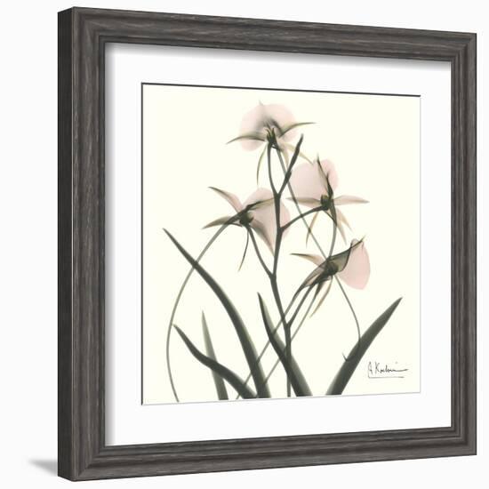 Soft Pink Orchids-Albert Koetsier-Framed Art Print