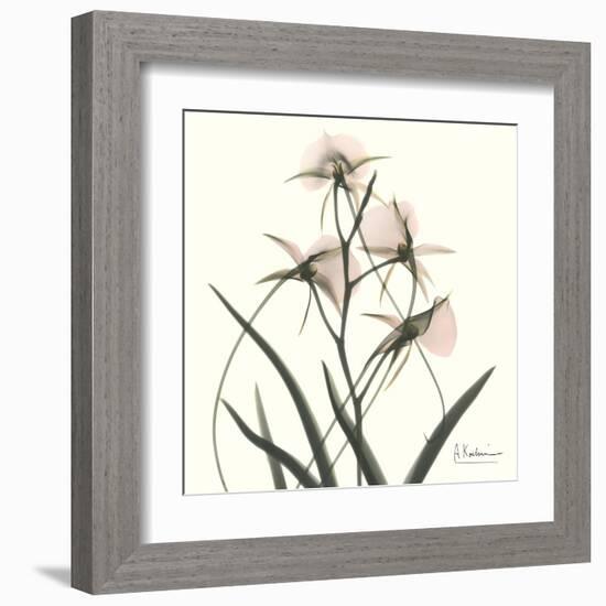 Soft Pink Orchids-Albert Koetsier-Framed Art Print