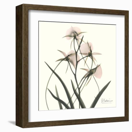 Soft Pink Orchids-Albert Koetsier-Framed Art Print