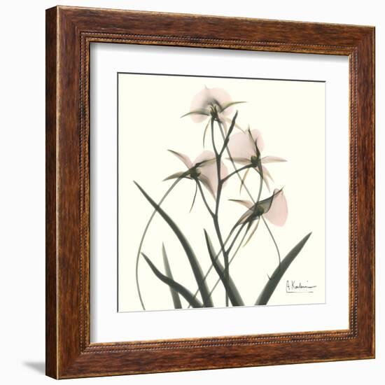 Soft Pink Orchids-Albert Koetsier-Framed Art Print