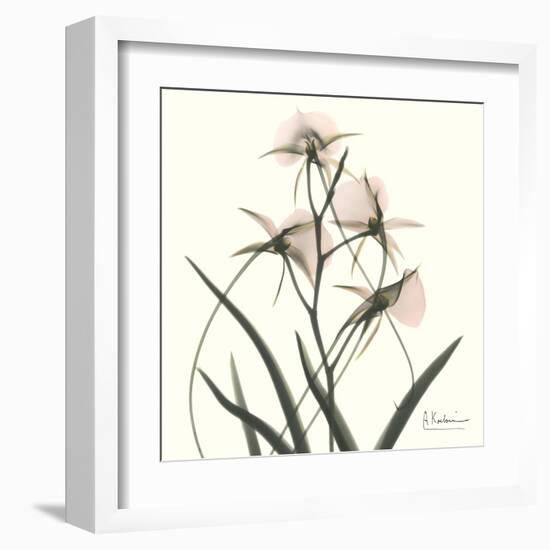 Soft Pink Orchids-Albert Koetsier-Framed Art Print