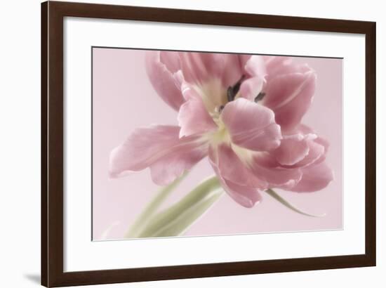 Soft Pink Tulip-Cora Niele-Framed Photographic Print