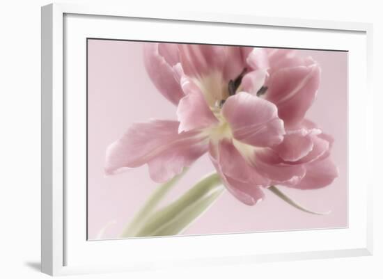 Soft Pink Tulip-Cora Niele-Framed Photographic Print