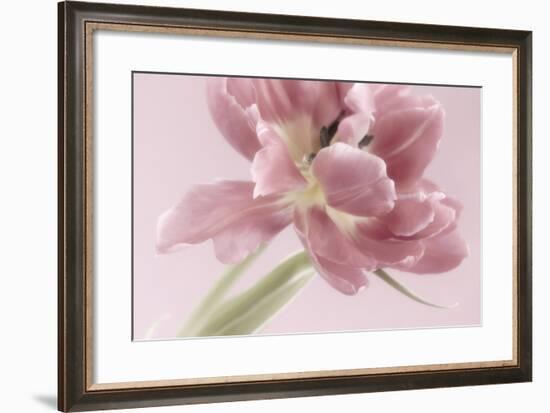 Soft Pink Tulip-Cora Niele-Framed Photographic Print