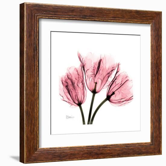 Soft Pink Tulips-Albert Koetsier-Framed Art Print