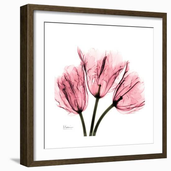 Soft Pink Tulips-Albert Koetsier-Framed Art Print