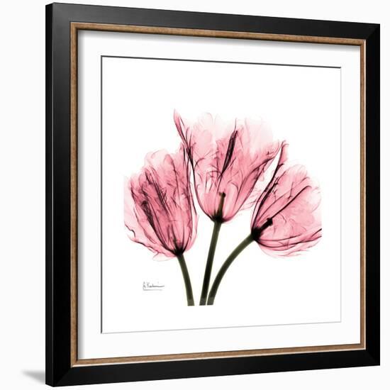 Soft Pink Tulips-Albert Koetsier-Framed Art Print