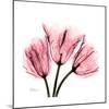 Soft Pink Tulips-Albert Koetsier-Mounted Art Print