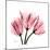 Soft Pink Tulips-Albert Koetsier-Mounted Art Print