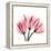 Soft Pink Tulips-Albert Koetsier-Framed Stretched Canvas