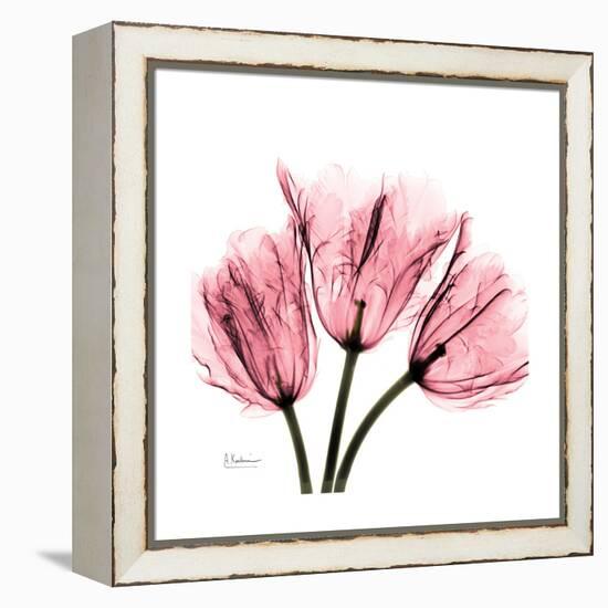 Soft Pink Tulips-Albert Koetsier-Framed Stretched Canvas