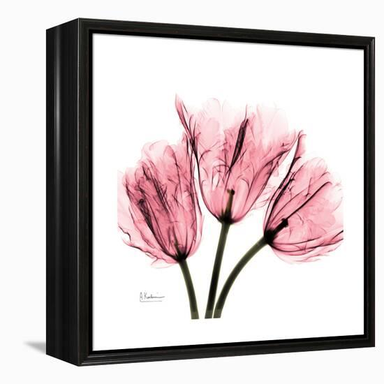 Soft Pink Tulips-Albert Koetsier-Framed Stretched Canvas