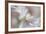 Soft Pink-Heidi Westum-Framed Photographic Print