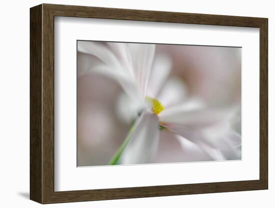 Soft Pink-Heidi Westum-Framed Photographic Print