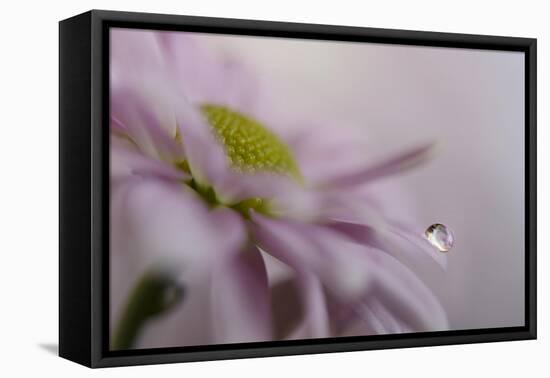 Soft pink-Heidi Westum-Framed Premier Image Canvas