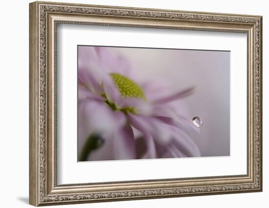 Soft pink-Heidi Westum-Framed Photographic Print