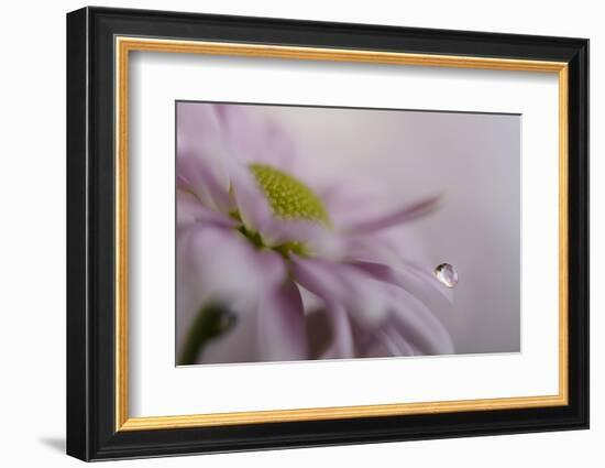 Soft pink-Heidi Westum-Framed Photographic Print