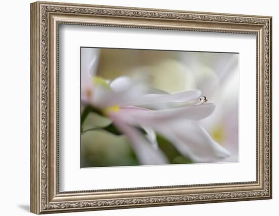 Soft pleasure-Heidi Westum-Framed Photographic Print