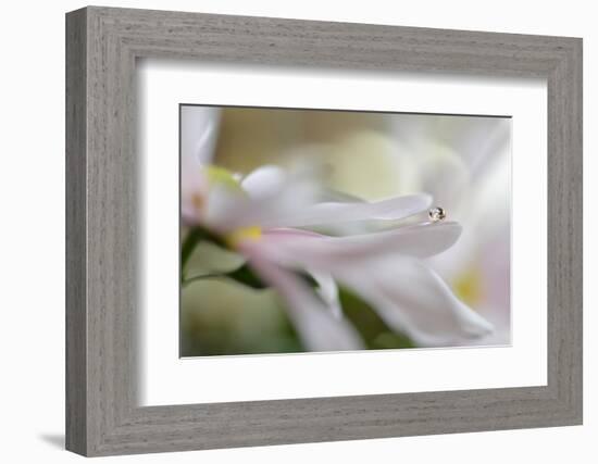 Soft pleasure-Heidi Westum-Framed Photographic Print