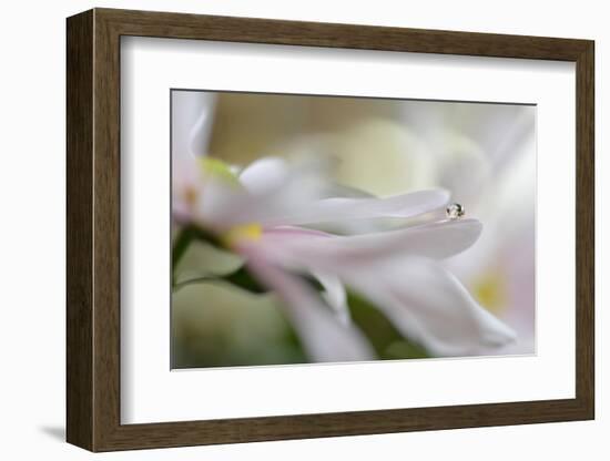 Soft pleasure-Heidi Westum-Framed Photographic Print