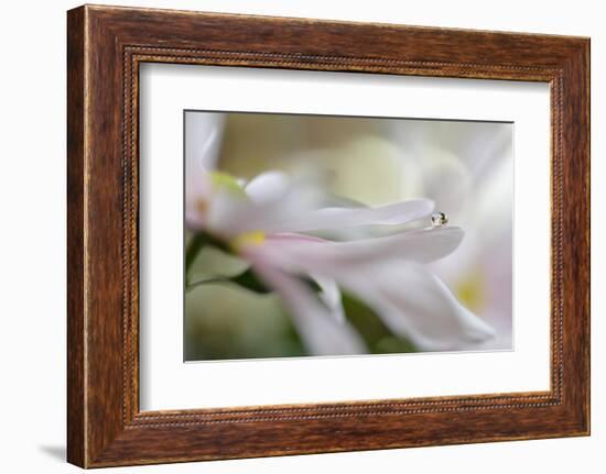 Soft pleasure-Heidi Westum-Framed Photographic Print