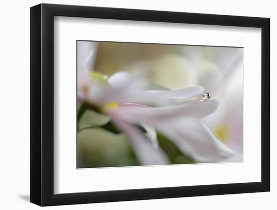 Soft pleasure-Heidi Westum-Framed Photographic Print