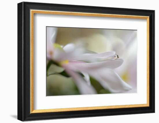 Soft pleasure-Heidi Westum-Framed Photographic Print