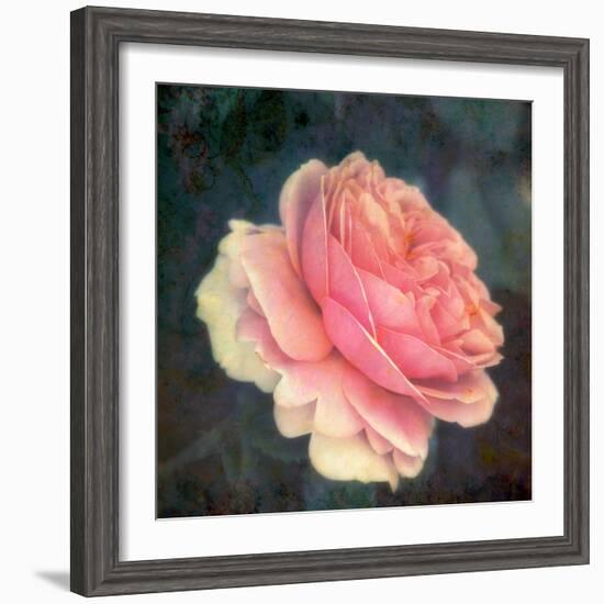 Soft Portrait of Single Apricot Pink Rose-Alaya Gadeh-Framed Photographic Print