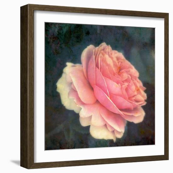 Soft Portrait of Single Apricot Pink Rose-Alaya Gadeh-Framed Photographic Print