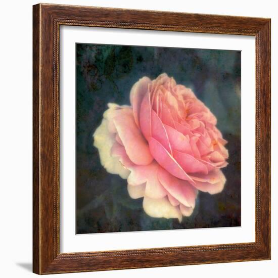 Soft Portrait of Single Apricot Pink Rose-Alaya Gadeh-Framed Photographic Print