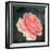 Soft Portrait of Single Apricot Pink Rose-Alaya Gadeh-Framed Photographic Print