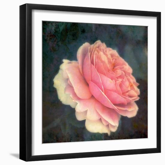 Soft Portrait of Single Apricot Pink Rose-Alaya Gadeh-Framed Photographic Print