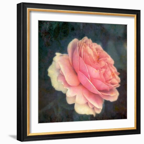 Soft Portrait of Single Apricot Pink Rose-Alaya Gadeh-Framed Photographic Print