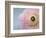 Soft protection-Heidi Westum-Framed Photographic Print