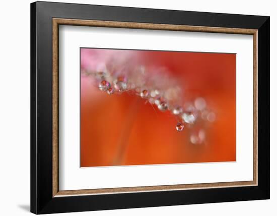 Soft reflections-Heidi Westum-Framed Photographic Print