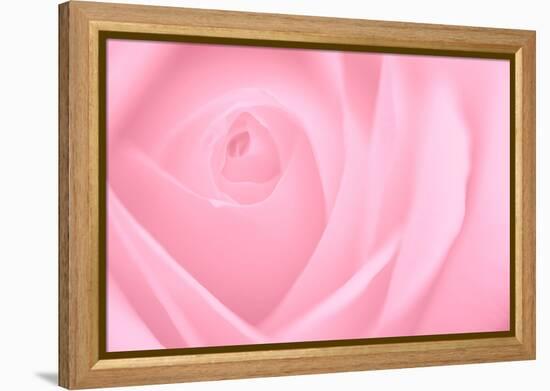 Soft Rose 2-Doug Chinnery-Framed Premier Image Canvas