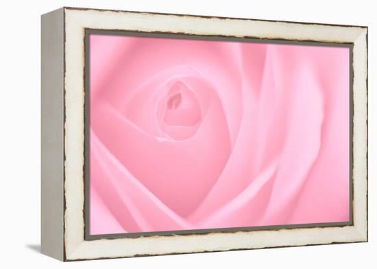 Soft Rose 2-Doug Chinnery-Framed Premier Image Canvas