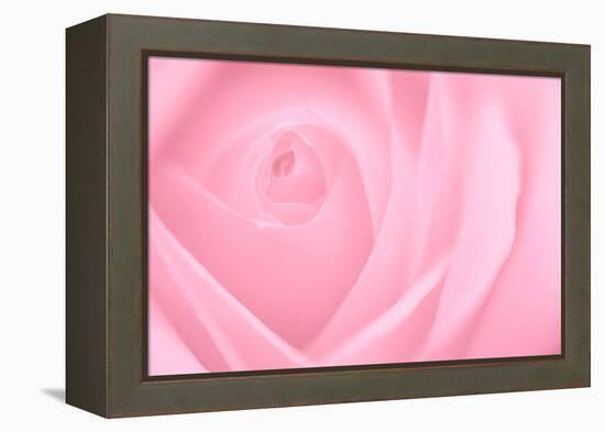 Soft Rose 2-Doug Chinnery-Framed Premier Image Canvas