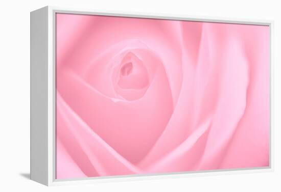 Soft Rose 2-Doug Chinnery-Framed Premier Image Canvas