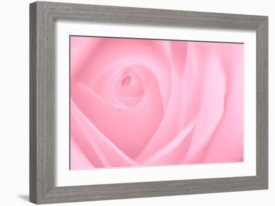 Soft Rose 2-Doug Chinnery-Framed Photographic Print