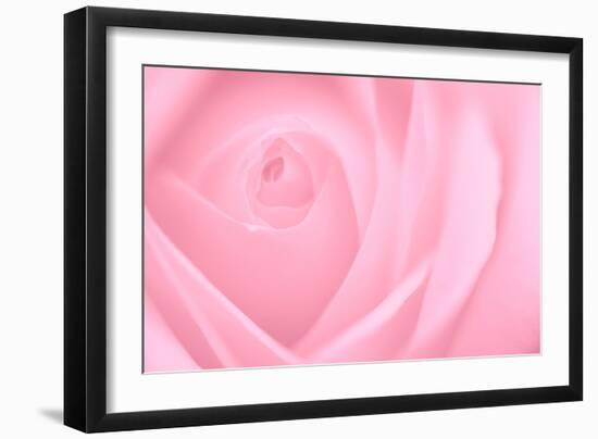 Soft Rose 2-Doug Chinnery-Framed Photographic Print