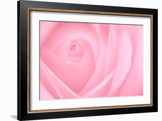 Soft Rose 2-Doug Chinnery-Framed Photographic Print