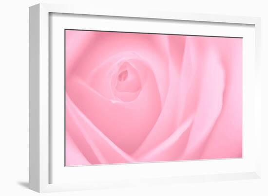 Soft Rose 2-Doug Chinnery-Framed Photographic Print