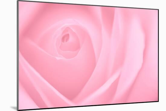 Soft Rose 2-Doug Chinnery-Mounted Photographic Print