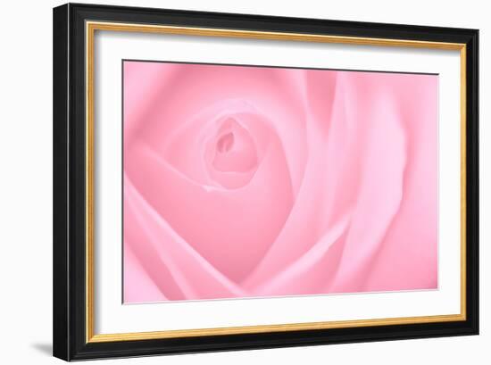 Soft Rose 2-Doug Chinnery-Framed Photographic Print